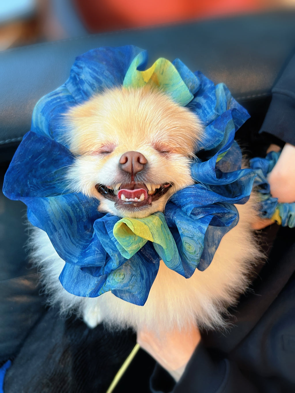 Small dog wearing a large blue organza scrunchies that inspired by Van Gogh's  the Starry Night, only at Petite 
Murmure, sitting on a lap.