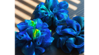 Three blue, green and yellow large organza scrunchies that inspired by Van Gogh's the Starry Night, only at Petite 
Murmure on a wooden surface with sunlight casting shadows